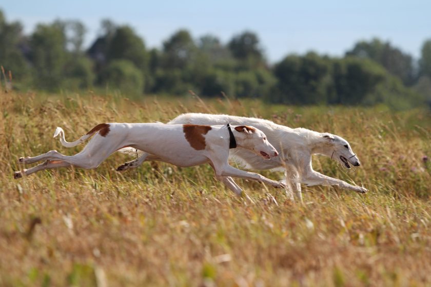 Four arrested as forces step up action on hare coursing