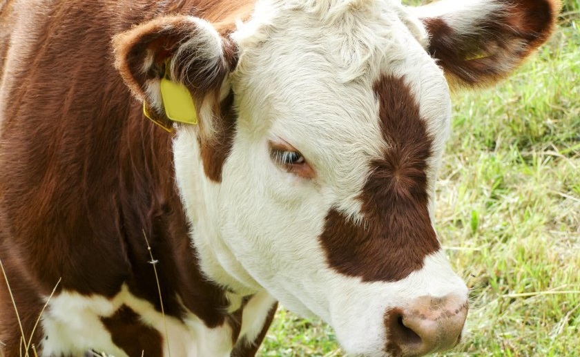 The Hereford Cattle Society is supporting Defra’s position in the legal proceedings