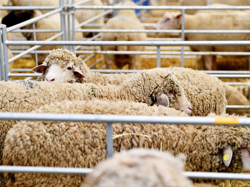 Bluetongue cases top 1,000 as five farmer meetings announced