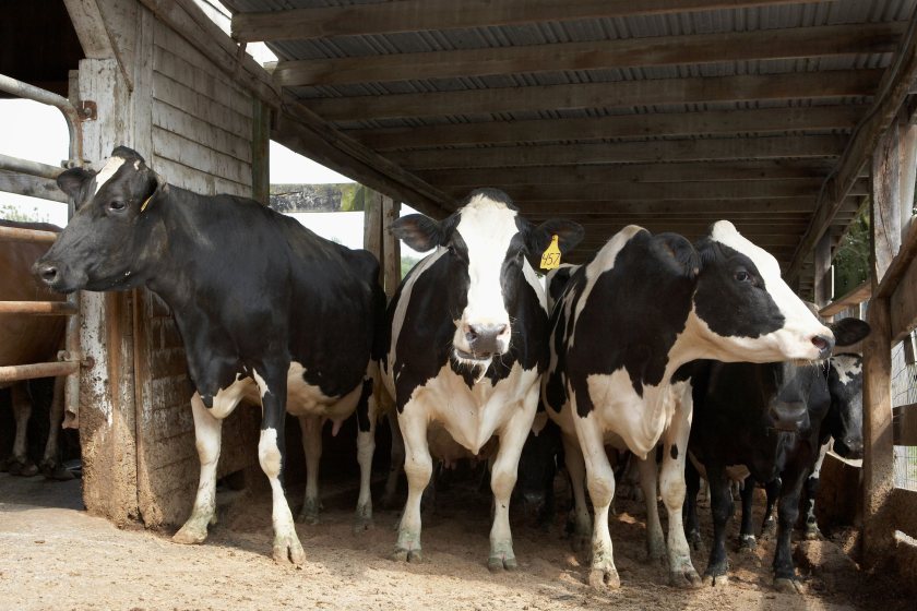 Inquiry highlights cattle-handling risks after 87-year-old farmer's death