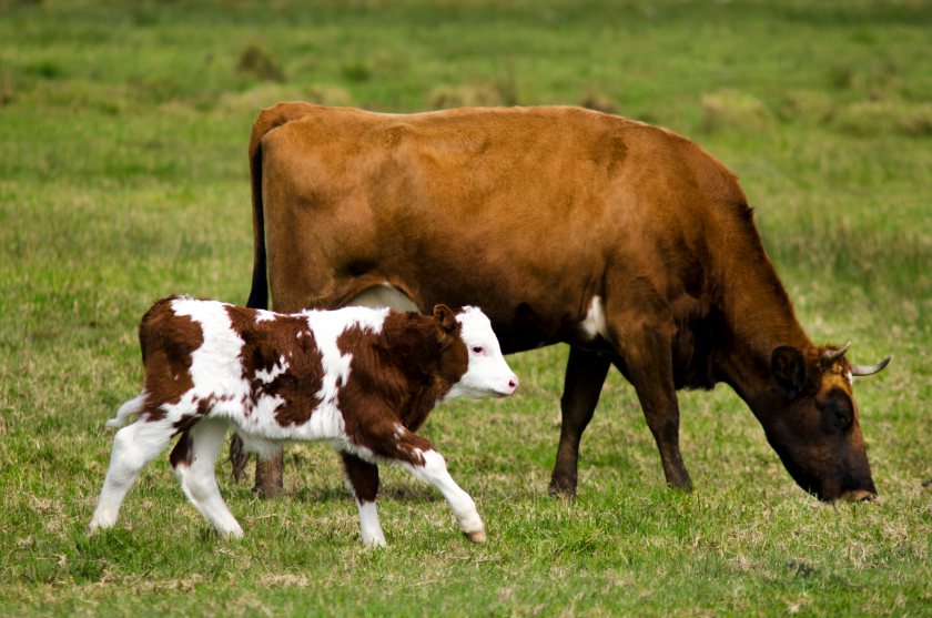 A smaller calf crop could contribute to renewed pressure on beef supplies after a temporary improvement in cattle availability