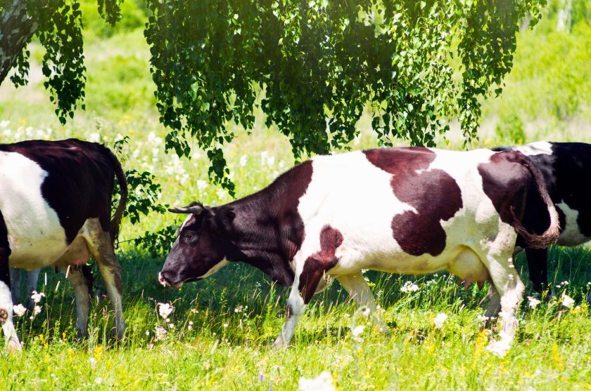 FSA reports 'very significant' rise in heat-stressed livestock at abattoirs
