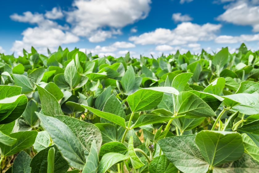 UK farmers join major push for more home-grown protein crops