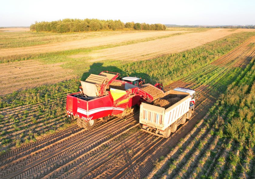 British growers face up to £169m hit from potato crop losses