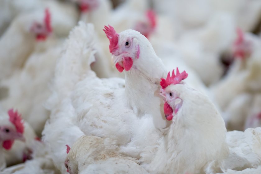 Avara Foods unveils £100m investment in UK poultry