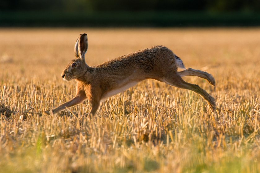 Hare coursing spreading beyond traditional hotspots, NFU warns