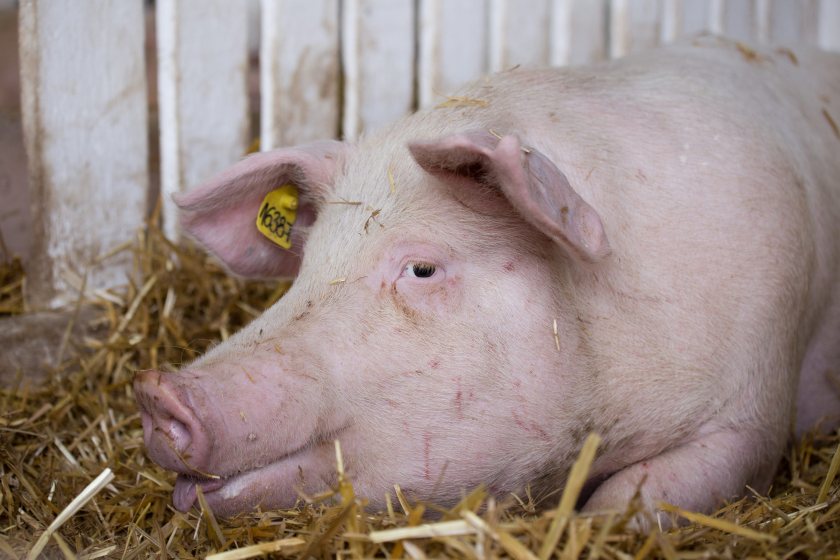 Pig producers seek emergency aid as losses hit £50 a head