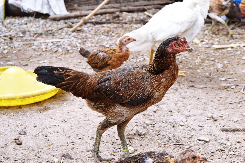 Thai poultry audit sparks call for tougher UK import standards