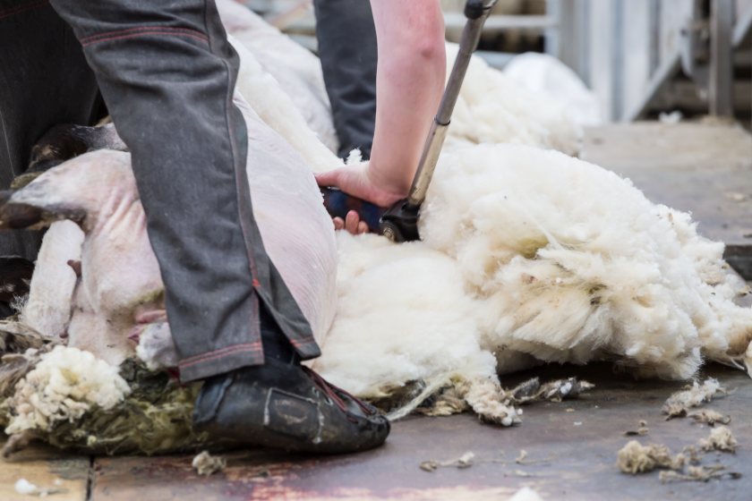 Sheep farmers see wool returns climb towards £1/kg