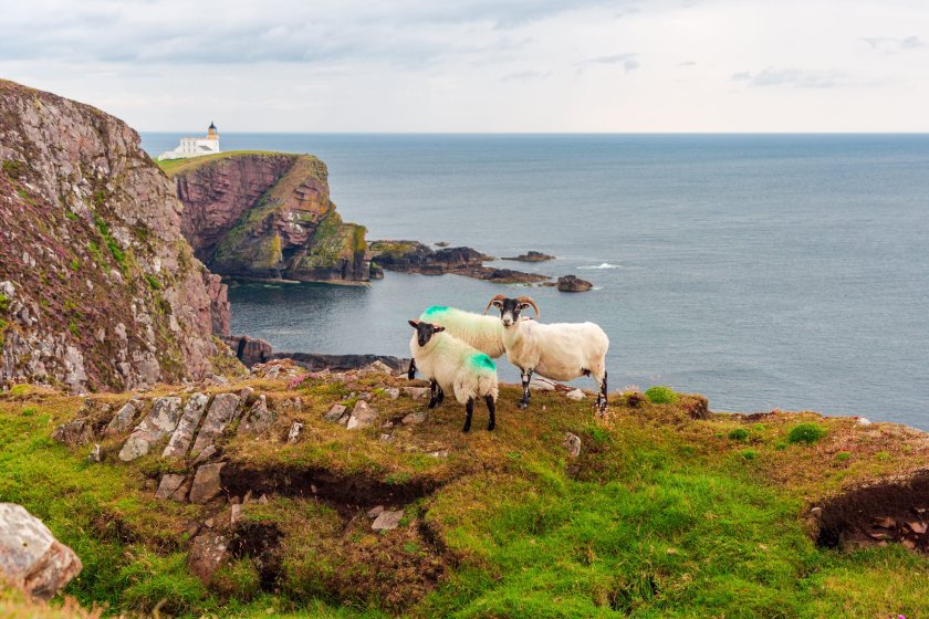 £296m farm support paid to Scottish farmers and crofters