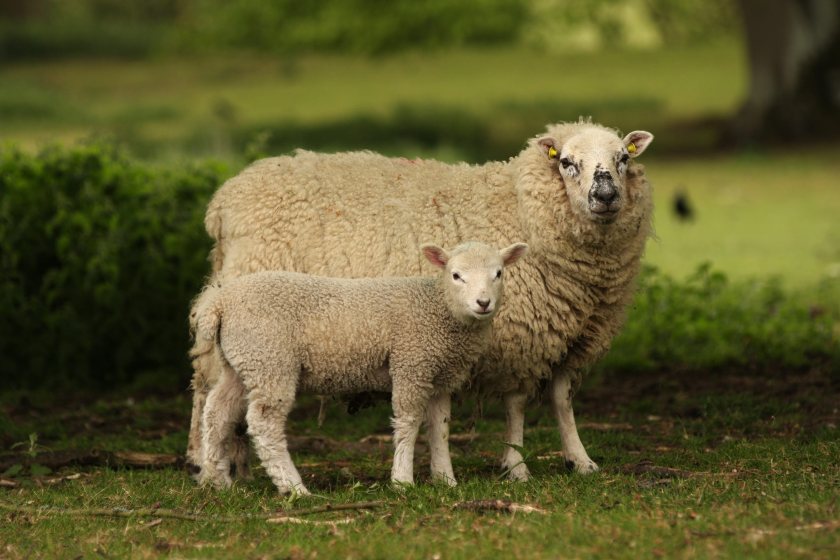 Defra warns farmers to prepare for another year of bluetongue