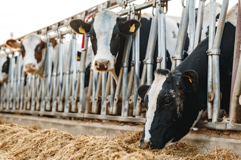 Farmers are being told to assess silage, hay and other forage stocks before winter feeding pressure intensifies