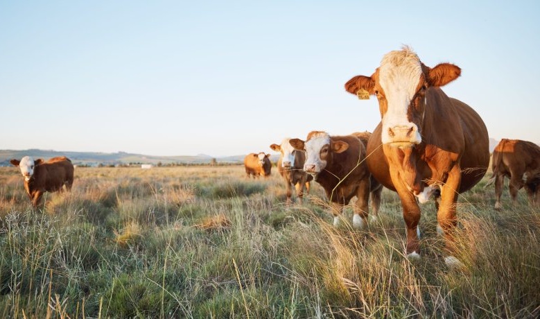 Proposed changes to the standards form part of a wider review of livestock assurance requirements