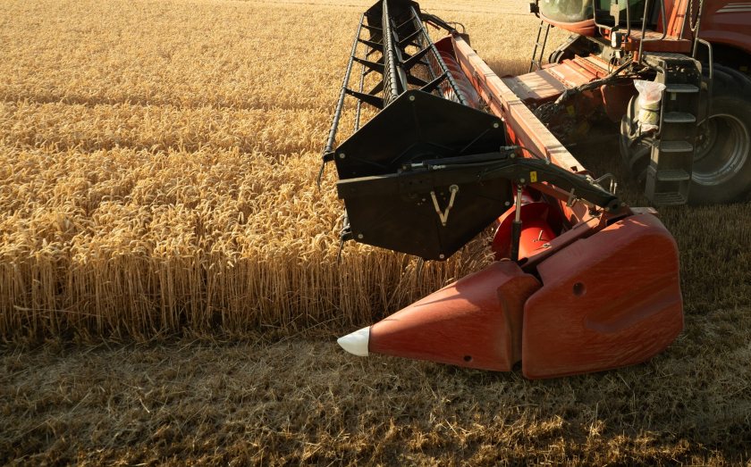 Exceptionally hot and dry conditions have reduced UK wheat yields, while market prices have climbed