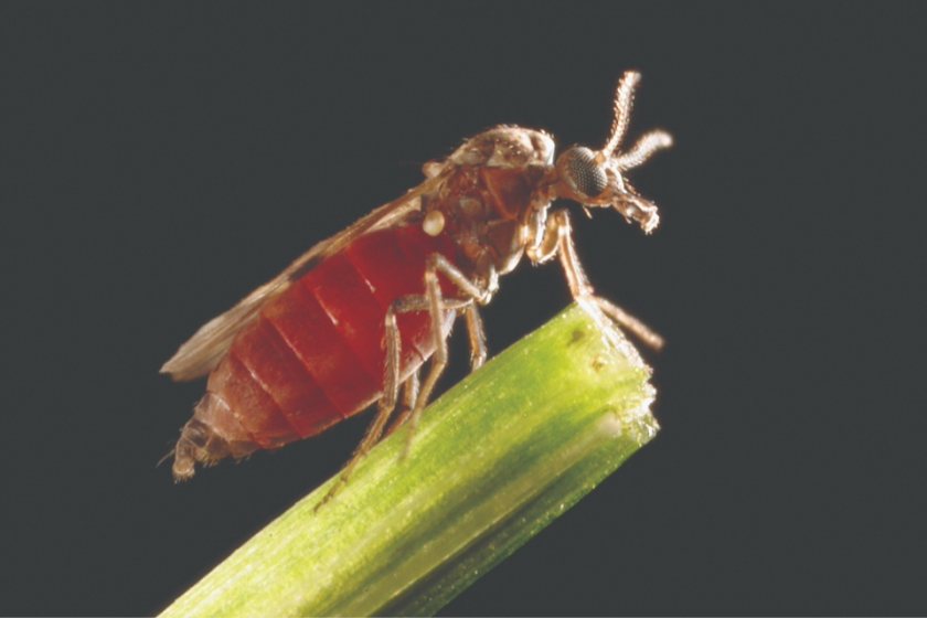 Shamonda virus detected in Jersey cattle as European spread continues