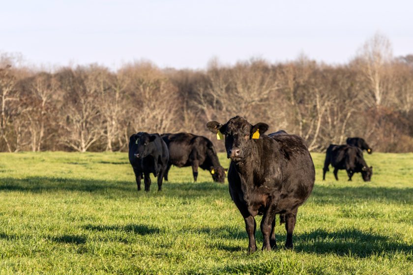 The Aberdeen-Angus Cattle Society says the tool should make sire selection clearer and more data-led