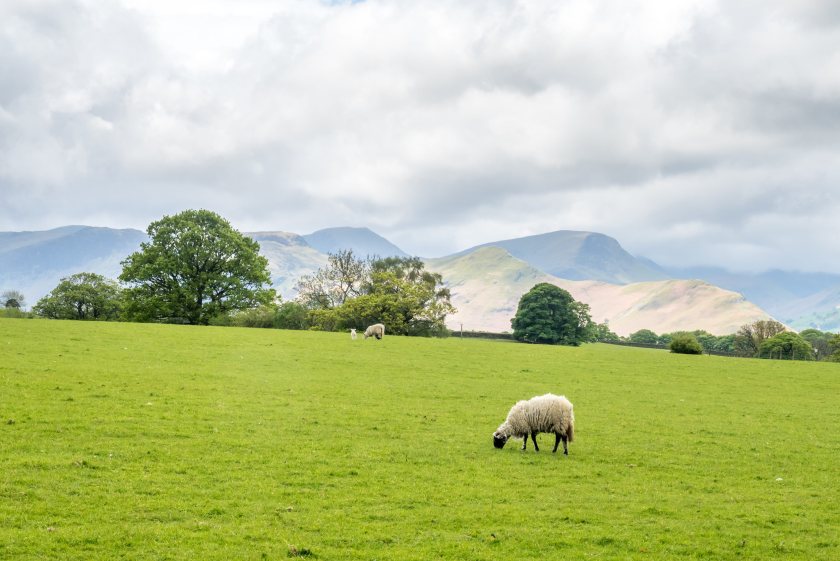 Bluetongue outbreak surges past 2,100 premises