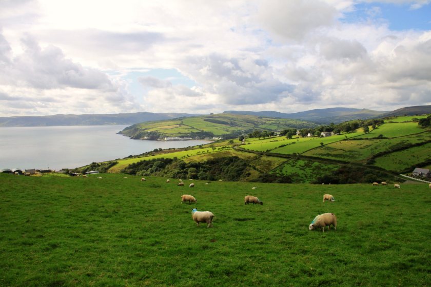 Up to 500 farmers could join new Northern Ireland nature scheme