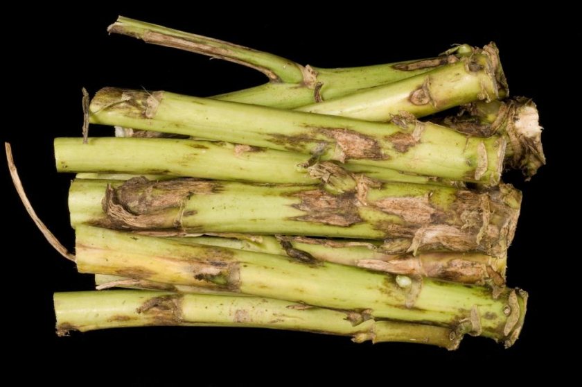Major oilseed rape disease pathogen shows widespread SDHI resistance