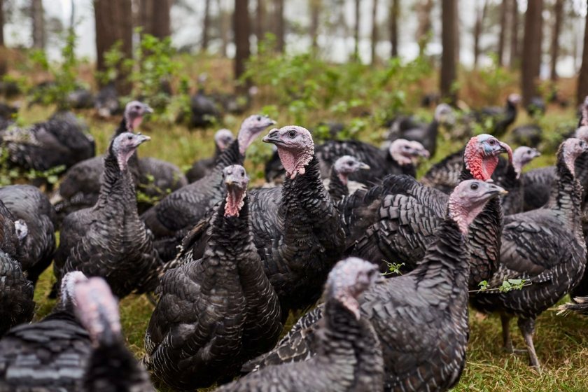 Waitrose marks 500 years of turkey with all-British free-range range