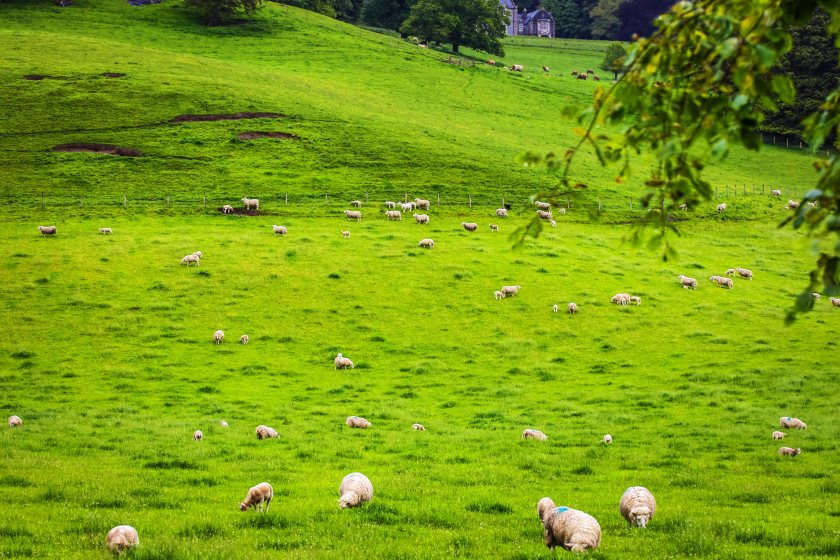 The change will bring all of Scotland under the same bluetongue disease status as 40 premises record confirmed cases