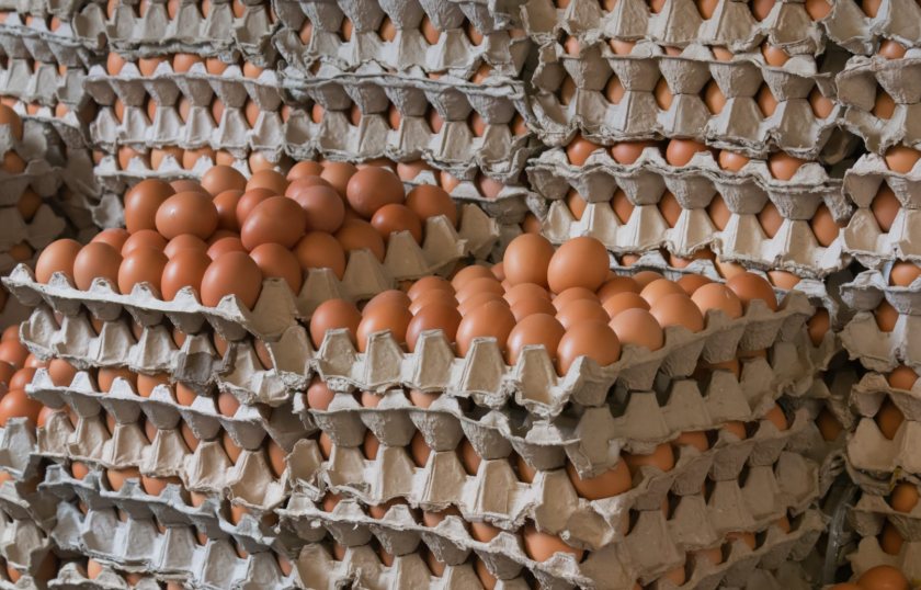 Salmonella cases rise to 650 as imported egg probe deepens