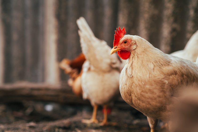Bird keepers are being advised to minimise contact between captive birds and wild birds