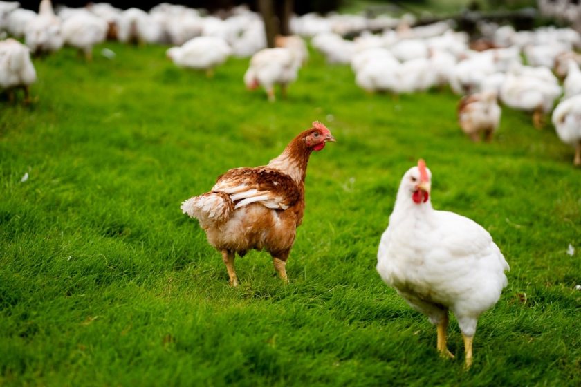 Pilgrim's Europe profit rises to £268m as poultry growth offsets pork pressure