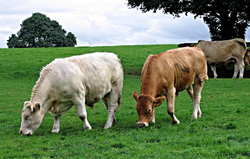 Farmers are being advised to watch for symptoms including fever, lethargy, diarrhoea and reduced yields