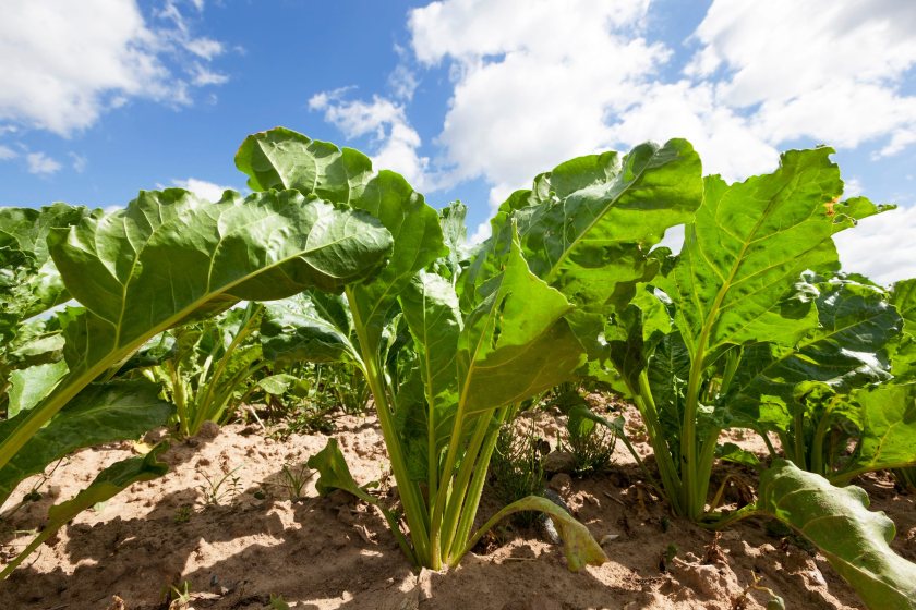 New research aims to stop European crop diseases reaching Britain