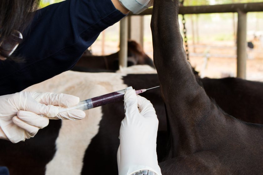 The investment will advance livestock disease prevention, veterinary vaccines and efforts to tackle antimicrobial resistance