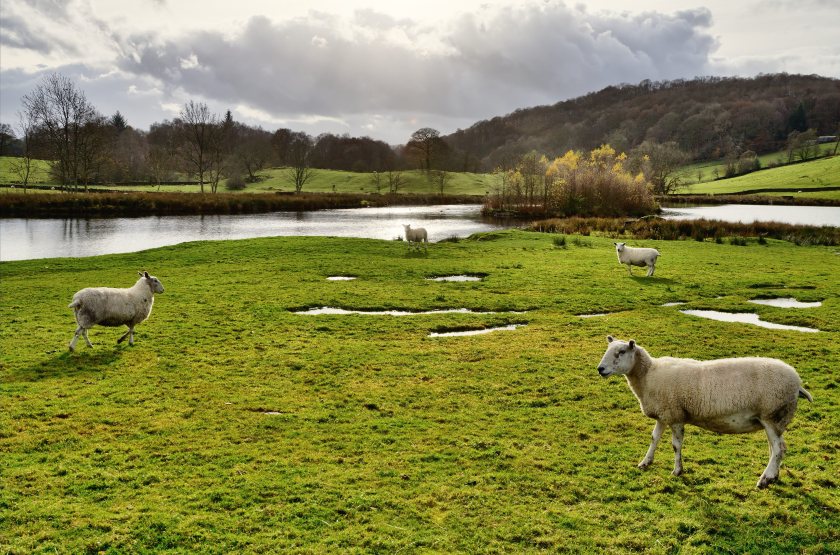 Tenant farmers face growing financial pressures, with many seeking between £10,000 and £50,000 in additional borrowing