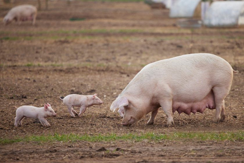 Scotland's pig farmers face mounting pressure as rising costs and weak prices continue to squeeze margins