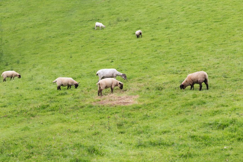 New AHDB Signet genomic breeding values will help sheep farmers identify promising young rams sooner