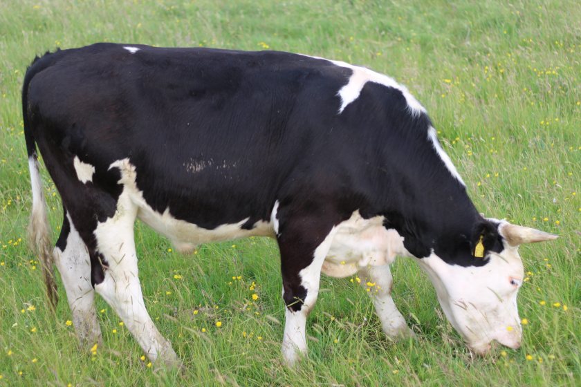 British dairy farmers face continued uncertainty over milk production, rising costs and winter forage availability