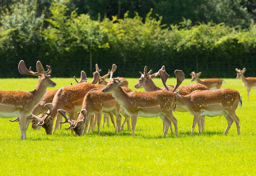 Wild deer emerge as new concern in fight against bovine TB