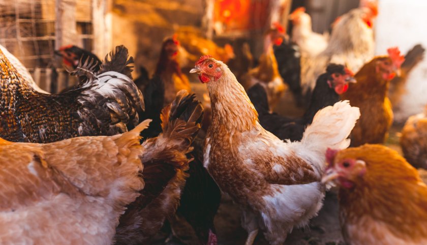 Poultry farmers and bird keepers urged to tighten biosecurity as winter bird flu risk rises