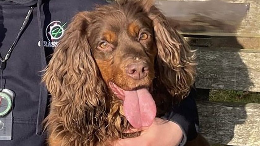 Missing Cocker Spaniel Lolly was inside a livestock trailer stolen from a farm in Droxford (Photo: Hampshire Constabulary)