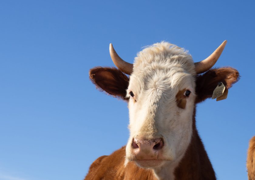 The new technology aims to detect potential signs of bovine tuberculosis by analysing retinal images of cattle