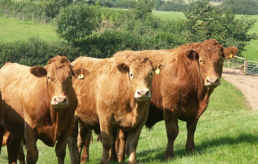 Devon councillors are calling for urgent financial and mental health support as bluetongue continues to affect farmilies
