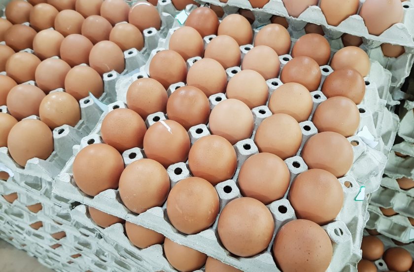 NFU urges stronger border inspections after Ukrainian egg recall