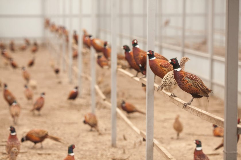 Defra urged to extend gamebird deadline amid busy shooting season