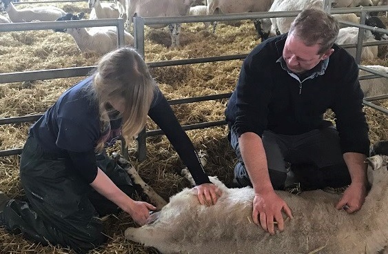Students can gain valuable practical skills while supporting sheep farmers during the busy lambing season (Photo: NSA)