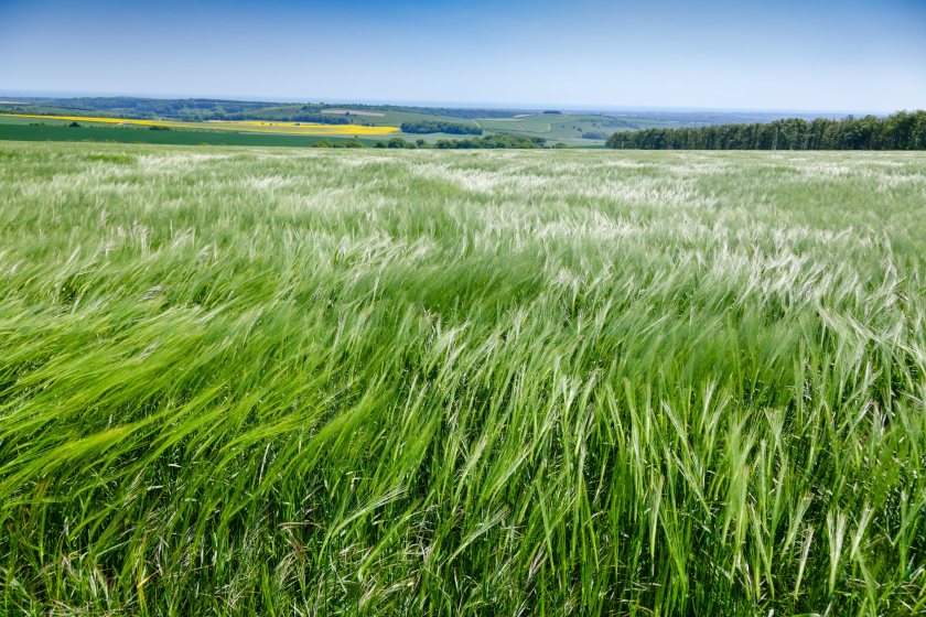 Organic farming could expand under Defra's new plan, but industry leaders want stronger financial support