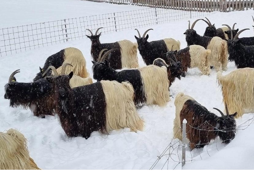 With just 60 to 70 Valais Blackneck goats recorded in the UK, the auction offers a rare chance to secure breeding stock