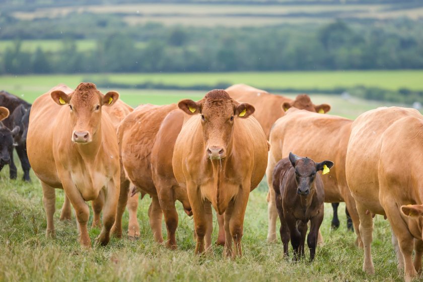 Meat industry representatives urge farm expansion as AHDB forecasts falling UK beef, lamb and pork production in 2027