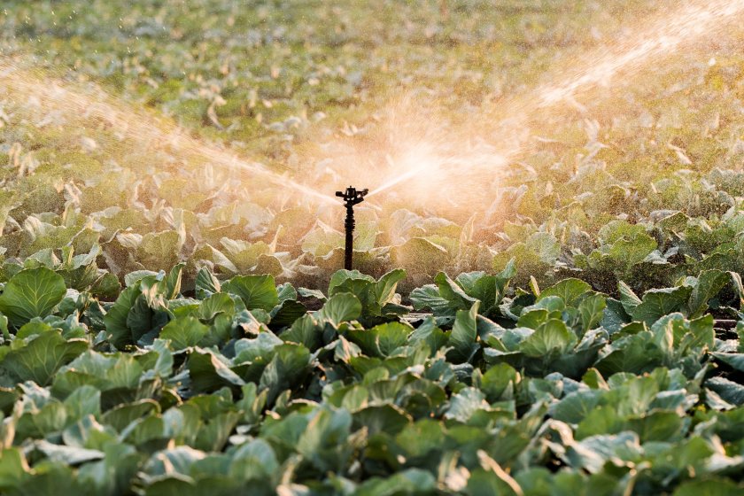 Vegetable growers eye 2027 planting cuts as water fears mount