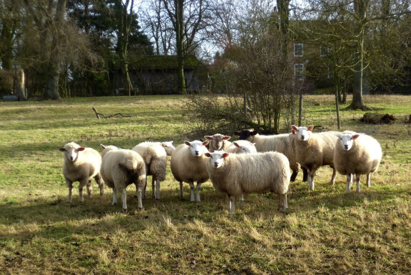 Fewer than one in five vaccinated as bluetongue threatens rare breeds