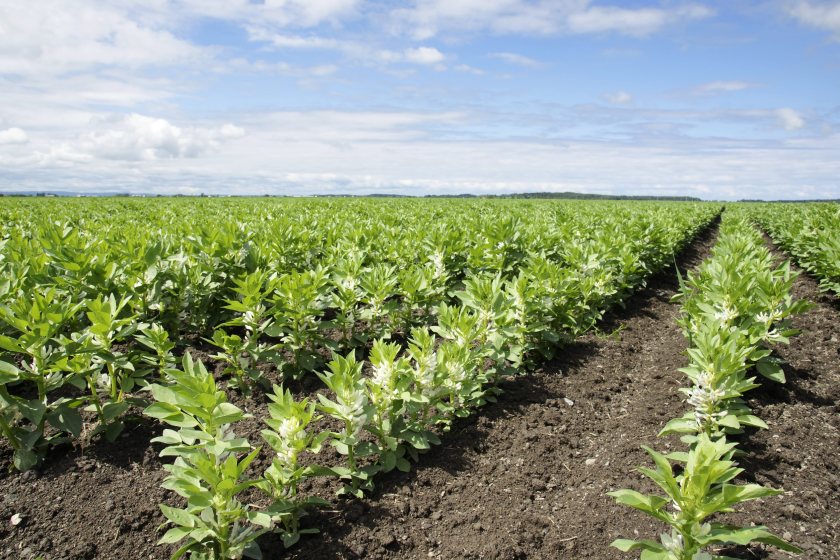 Field beans could boost barley yields by 1.2t/ha, research finds