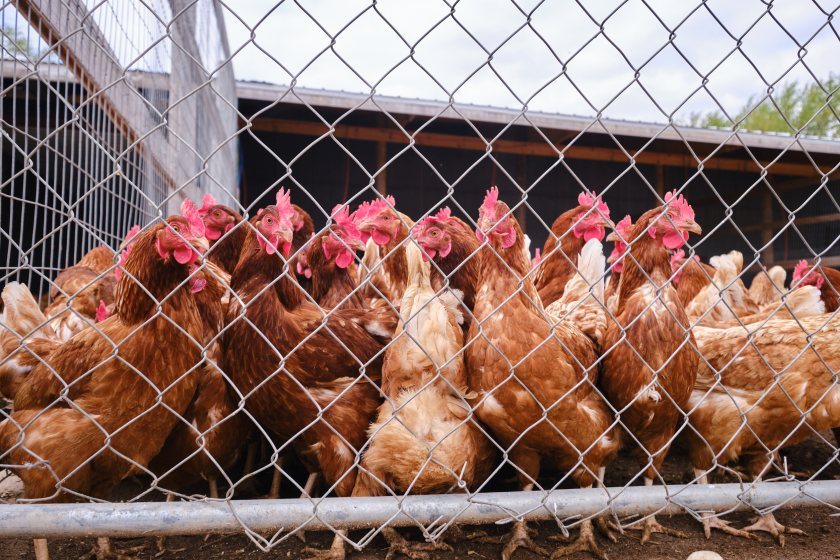 Bird flu hits Northumberland free-range poultry farm